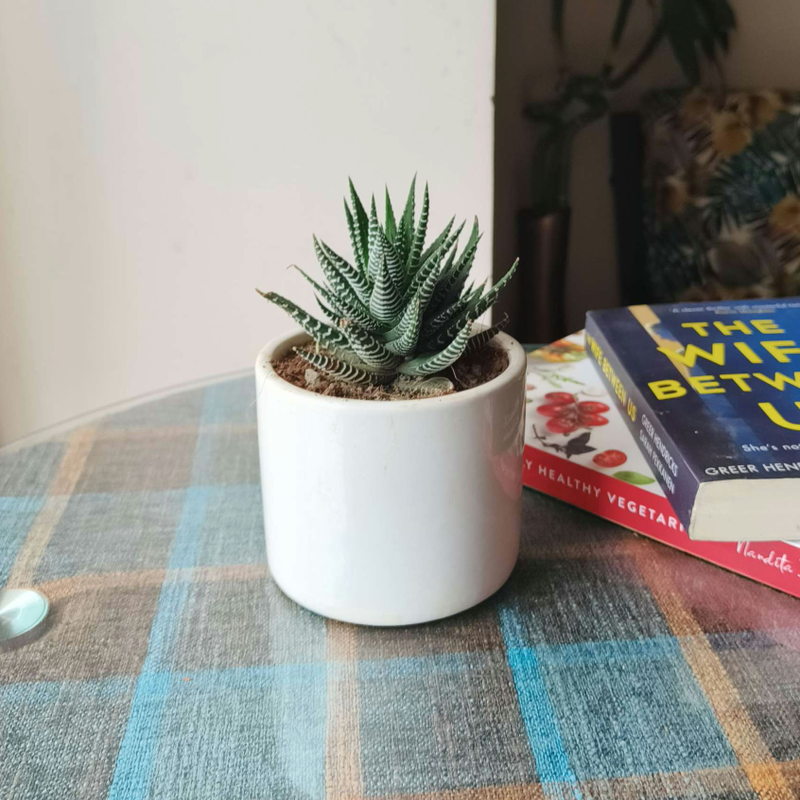 Haworthia Succulent in White - Ceramic Pot